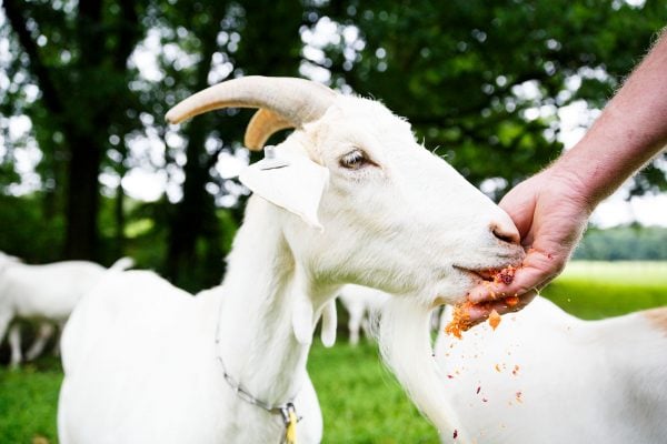 goat eats carrots
