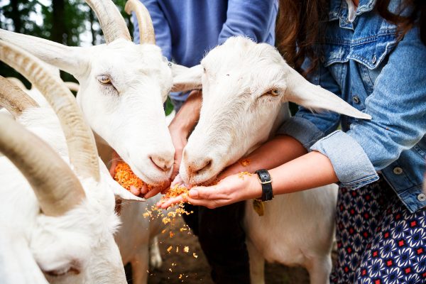 goats eating carrots