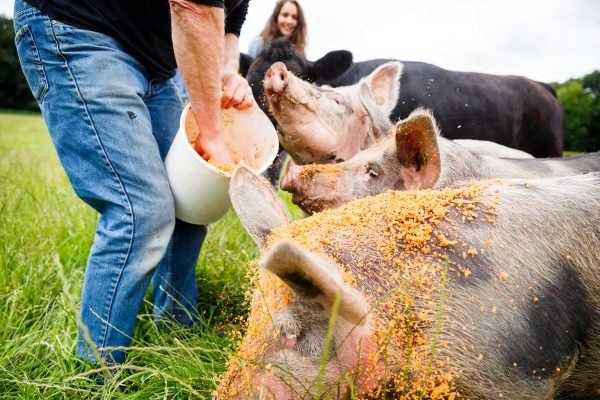 varkens eten groentepulp