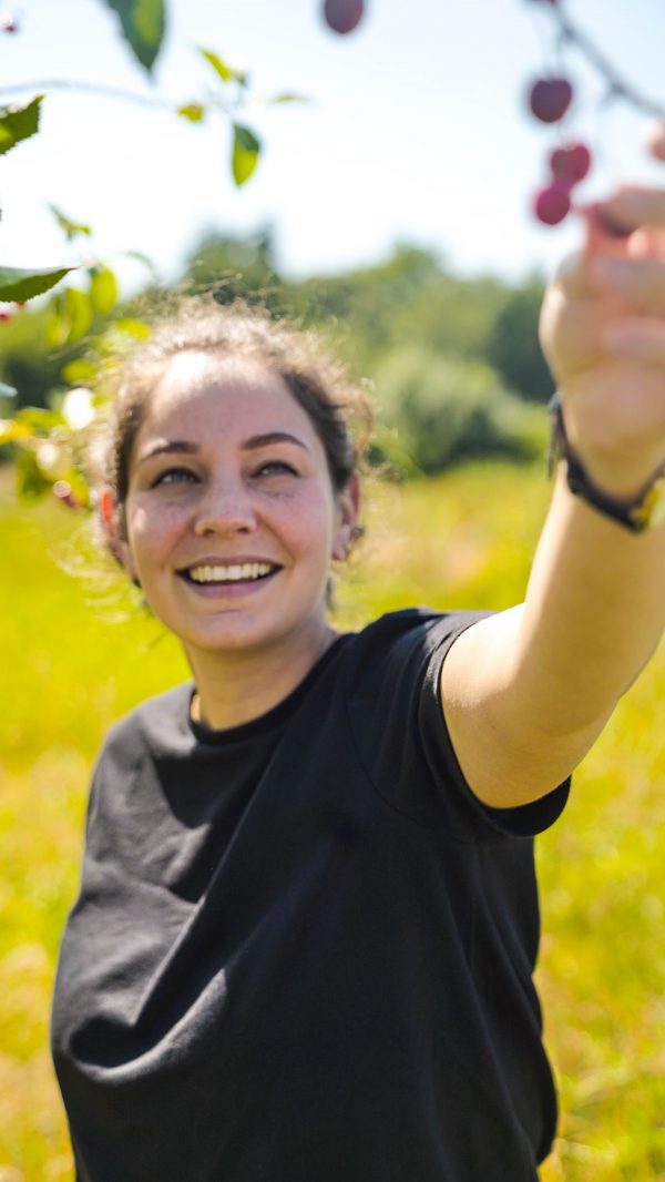 picking cherries