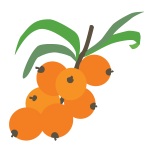 sea ​​buckthorn berries icon