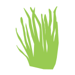 wheatgrass icon