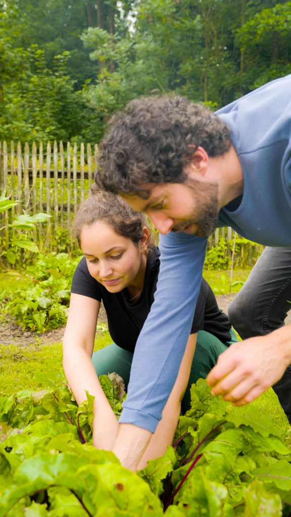 harvesting organic vegetables