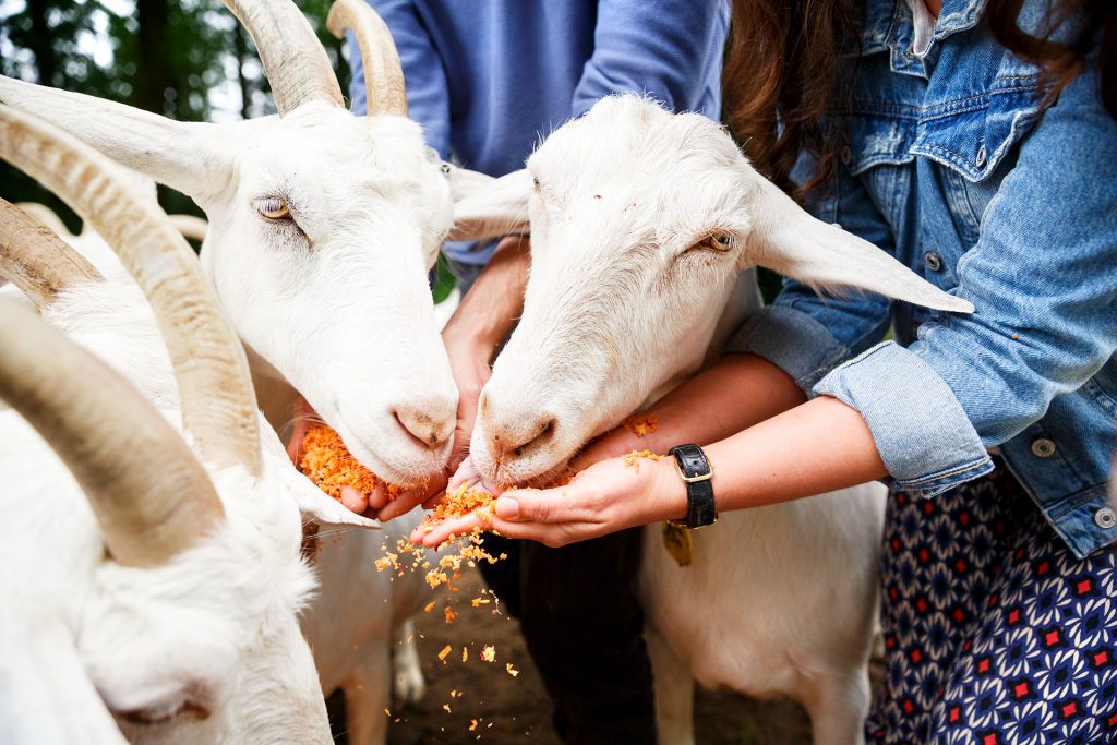 biologische groentenpulp eten