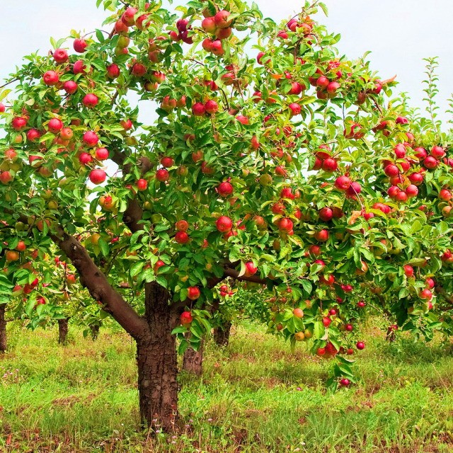 biologische appelboom