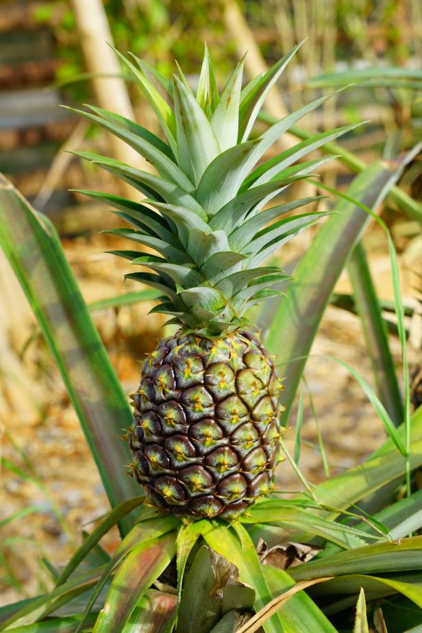hoe groeit ananas