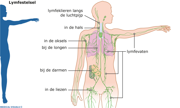 lymfestelsel