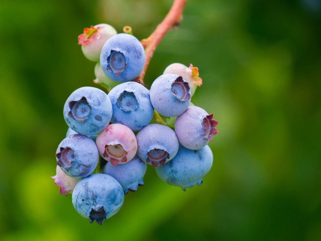 Blueberries