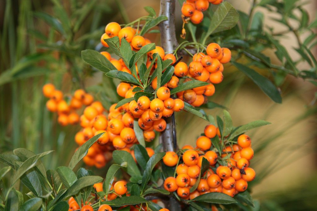 sea buckthorn berry