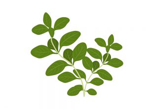 oregano