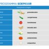 Soepkuur schema thumbnail afbeelding