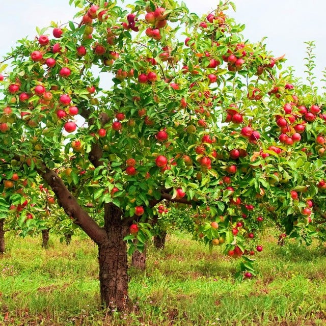 Organic apple tree