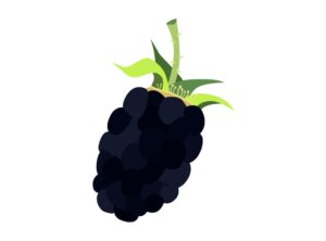 Blackberry
