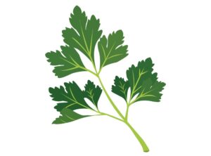 Koriander