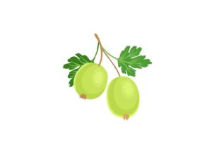 Gooseberry