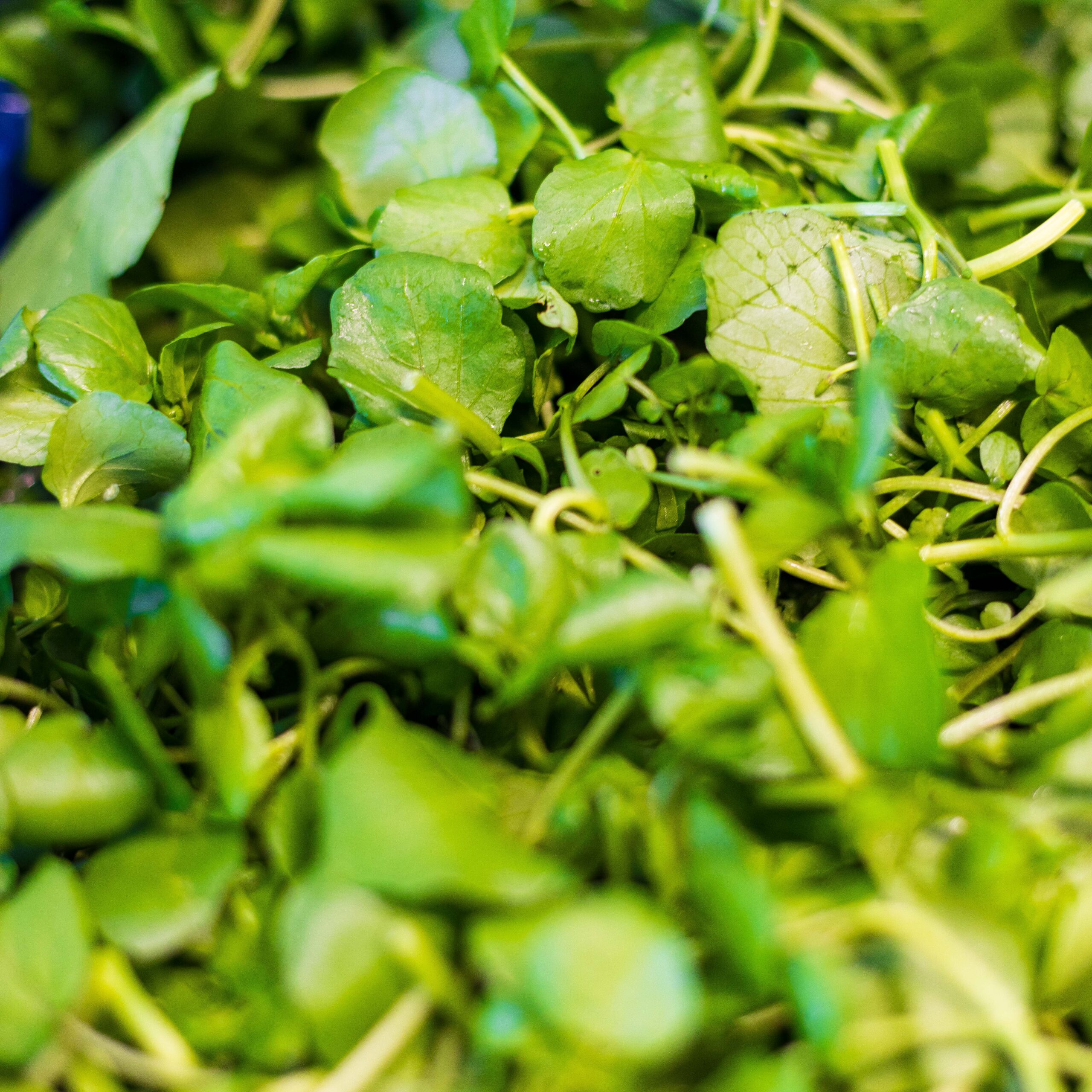 Postelijn gezonde groente