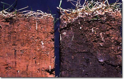 Soil_carbon_comparison