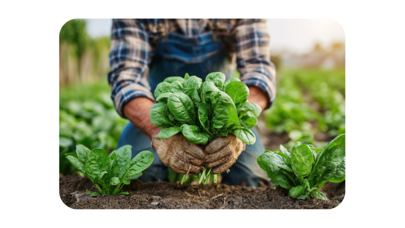 Ijzerrijke voeding: top 10 bronnen voor direct meer energie